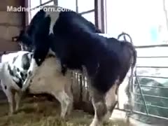 Huge lascivious bull is trying to have intercourse with its female